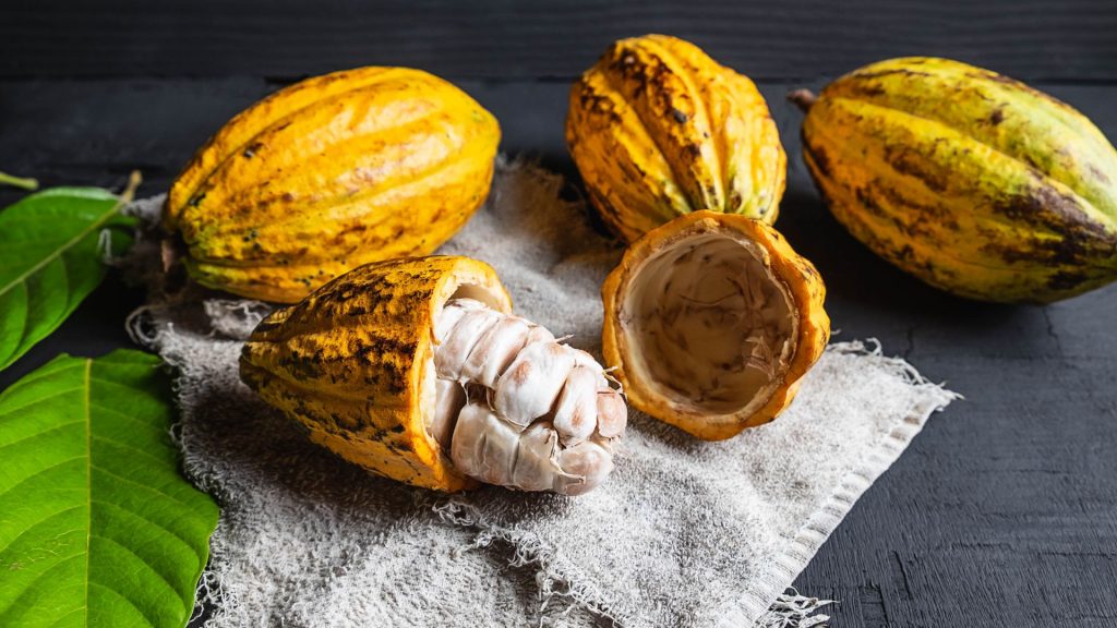 Exploring the History and Origins of Cacao Ceremonies Omega Hub