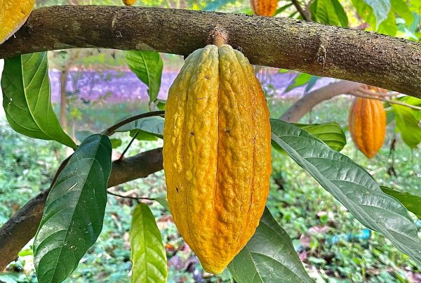 The Sacred Path of Cacao Ceremonies