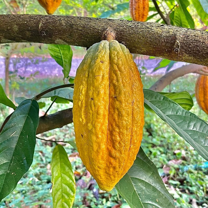 The Sacred Path of Cacao Ceremonies