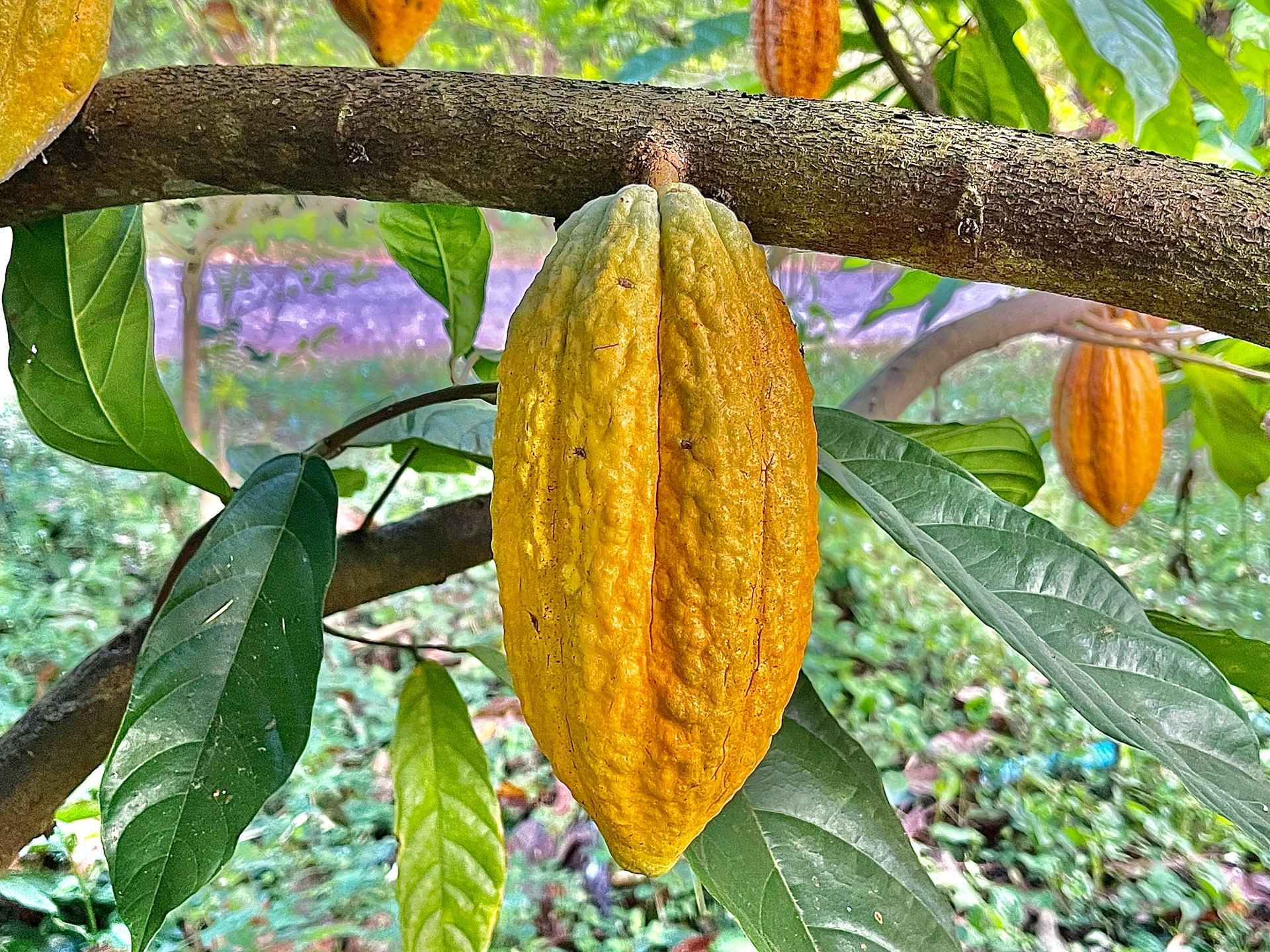 The Sacred Path of Cacao Ceremonies